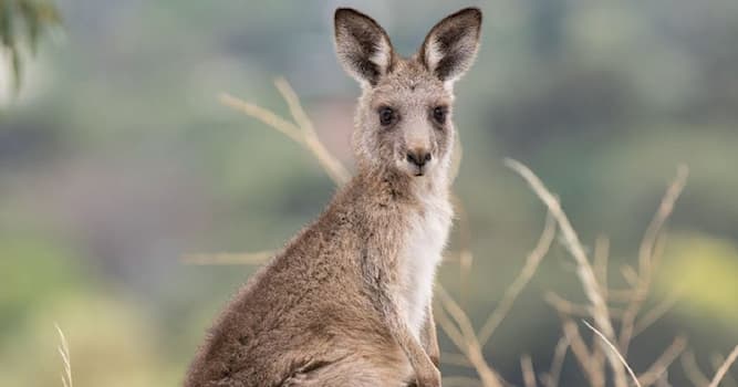 Natuur Trivia Vraag: Wat is het nationale dier van Australië?