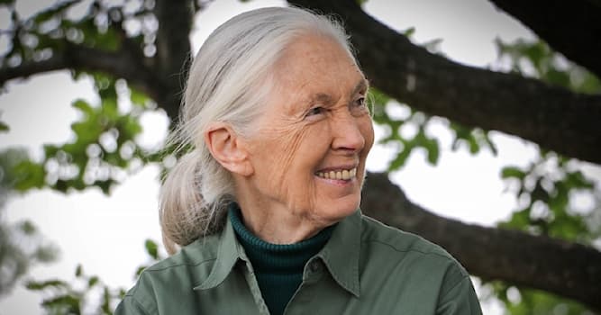 Bilim Trivia Sorusu: Etolog Jane Goodall hangi hayvanları inceledi?