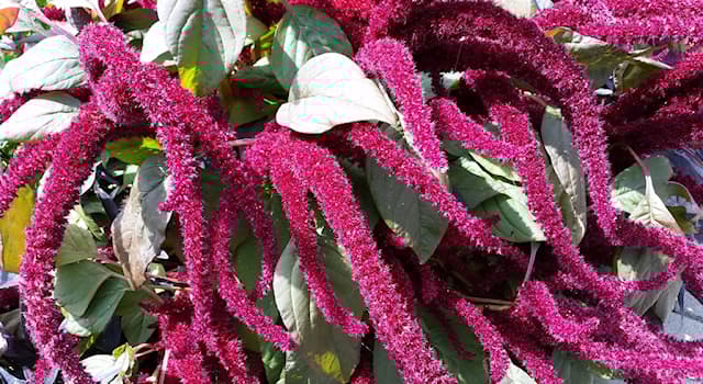 Nature Trivia Question: Which of these is a real garden flower?