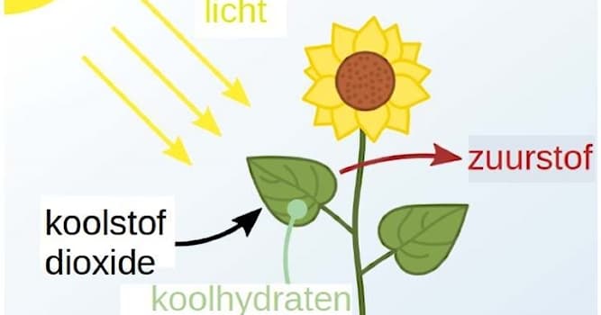 Natuur Trivia Vraag: Bij licht produceerd een plant zuurstof. In het donker kan dit niet plaatsvinden. Wat doet de plant dan wel?