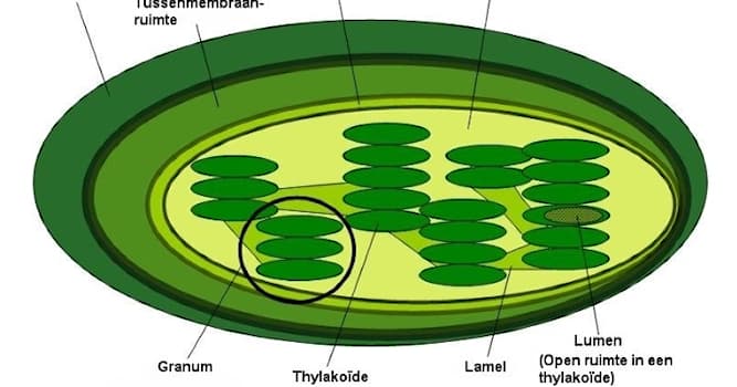 Natuur Trivia Vraag: Bladgroenkorrels worden in de biologie met een andere term geduid. Welke is juist?