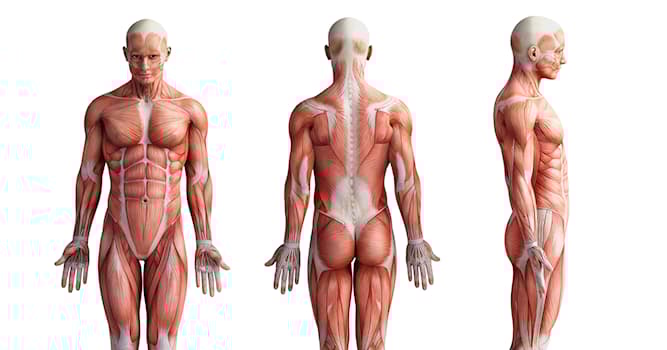 Bilim Trivia Sorusu: Normal İnsan Anatomisi Ne Anlatır?