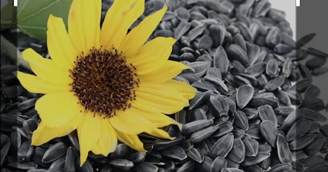 Natuur Trivia Vraag: Wat levert de zonnebloem op?