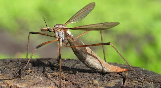 Nature Question: Comment s’appelle cet insecte diptère de la famille des Tipulidae, ressemblant à un grand moustique ?