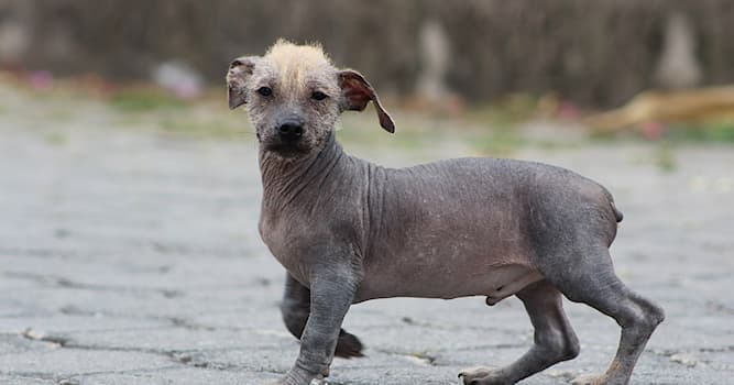 Sociedad Pregunta Trivia: ¿De qué país es originario el perro de raza Calvo dorado?