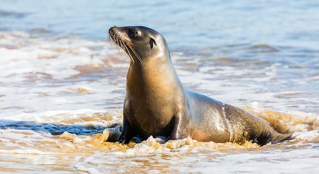 Naturaleza Pregunta Trivia: ¿Dónde habita el lobo marino Zalophus wollebaeki, mostrado en la imagen?