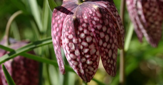 Natuur Trivia Vraag: Hoe heet deze plant?