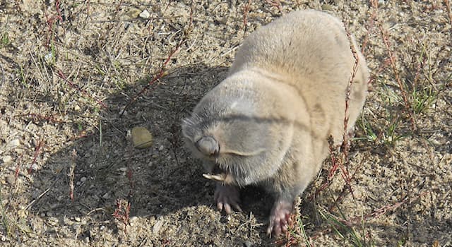 natura Pytanie-Ciekawostka: Jakie zwierzę jest przedstawione na obrazku?