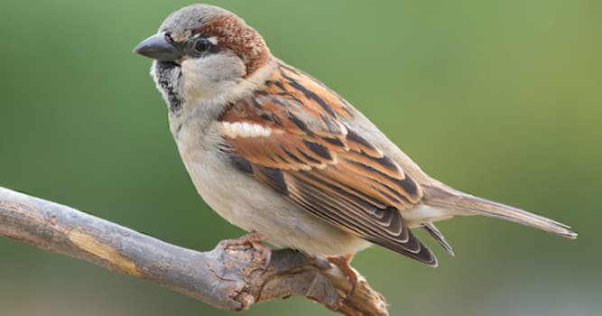 Wetenschap Trivia Vraag: Welk van deze dieren is geen viervoeter?