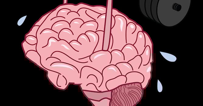 Bilim Trivia Sorusu: Mnemonik Nedir?