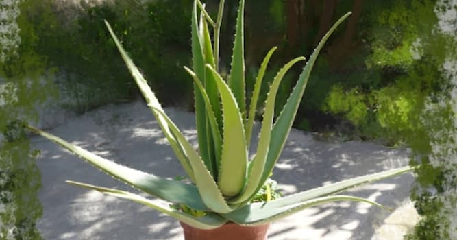 natura Pytanie-Ciekawostka: Jak nazywa się roślina na zdjęciu?