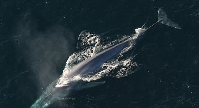 Nature Question: Quelle est la longueur moyenne de la baleine bleue, appelée aussi rorqual bleu ?