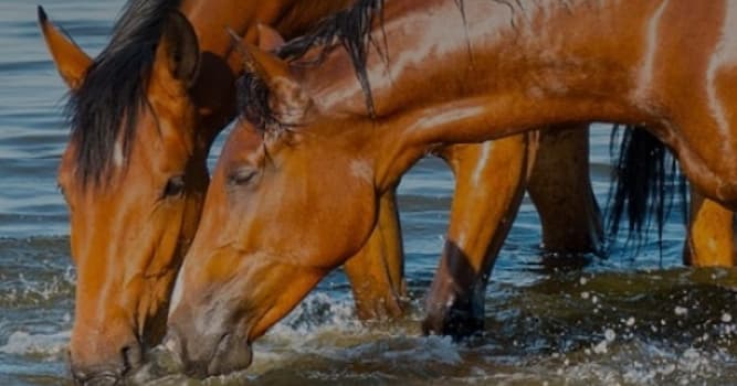 Wetenschap Trivia Vraag: Waarom krijgen paarden zelden een tweeling?