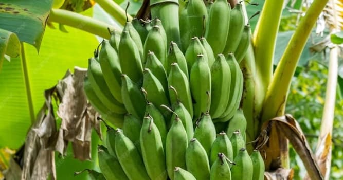 Natuur Trivia Vraag: Waarom zijn bananen krom?