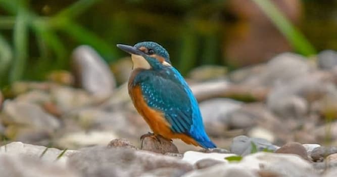 Naturaleza Pregunta Trivia: ¿Por qué al martín pescador se le llama 'gema voladora'?