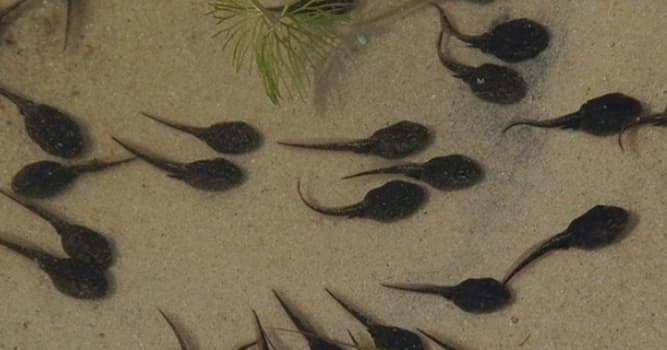 Nature Question: Que sont les têtards ?