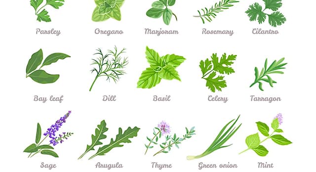 Nature Trivia Question: Which herb takes its name from the Greek for 'joy of the mountain'?