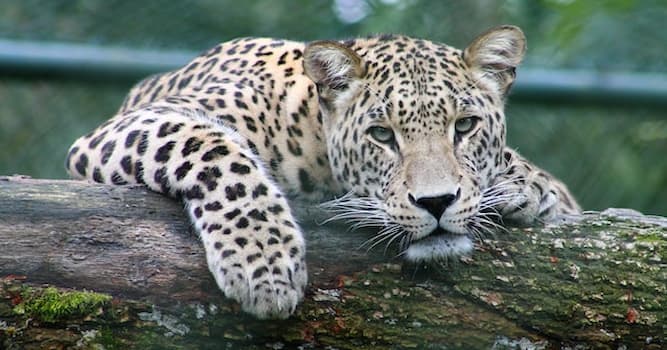 Doğa Trivia Sorusu: Bu hayvanlardan hangisinin bıyıkları vardır?