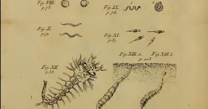 Wetenschap Trivia Vraag: Wie heeft de eerste bacterie gezien?