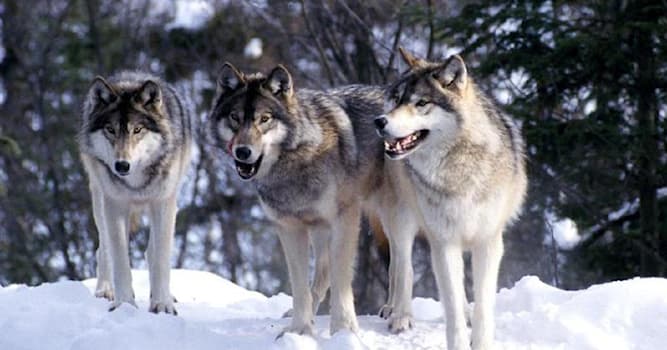 природа Запитання-цікавинка: Як називається група вовків?