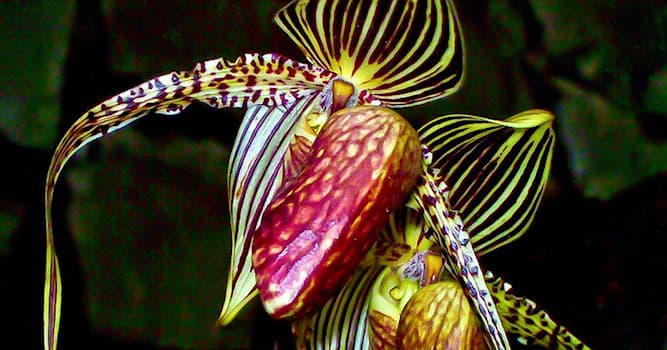 Naturaleza Pregunta Trivia: ¿De qué país es oriunda la "orquídea de oro" de Kinabalu?