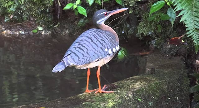 Naturaleza Pregunta Trivia: ¿En qué continente habita la garza del sol?