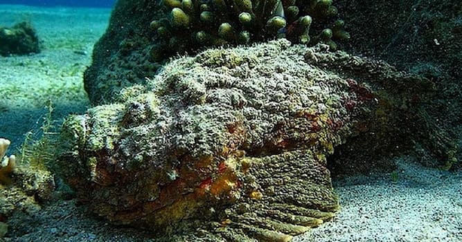 Los peces piedra Kakaya-ryba-izobrazhena-na-foto