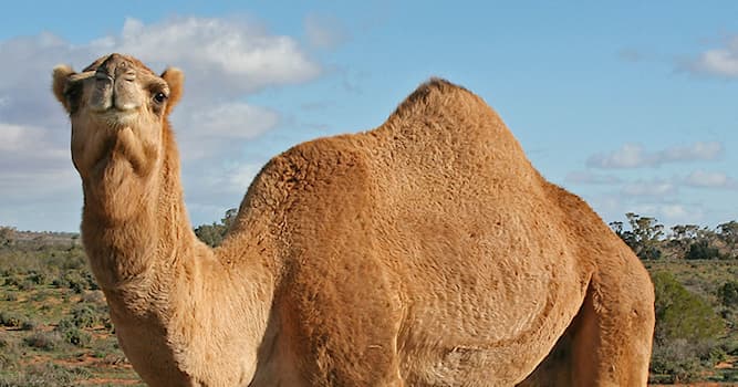 Natuur Trivia Vraag: Welk dier kan het langst zonder voedsel overleven?