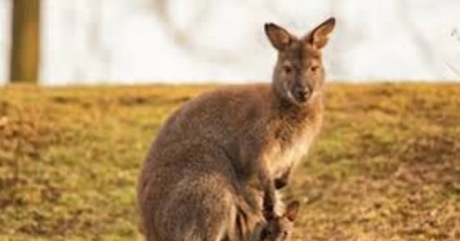 Natuur Trivia Vraag: Welk dier wordt beschouwd als een buideldier?
