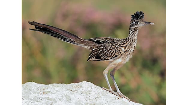 Naturaleza Pregunta Trivia: ¿Qué ave cuculiforme del norte del continente americano tiene por nombre científico “Geococcyx californianus”?