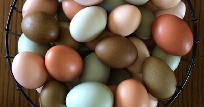 natura Pytanie-Ciekawostka: Które zwierzę składa najmniejsze jajo na świecie?