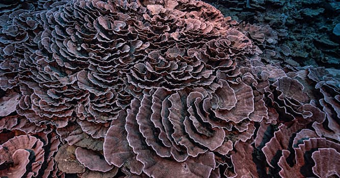 Natur Triviafråga: Vilket är världens största korallrevsystem?