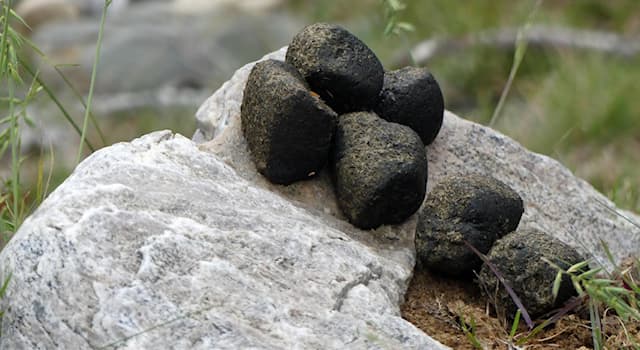 Natuur Trivia Vraag: Welk van onderstaande dieren legt kubusvormige keutels?