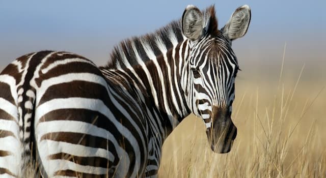 Natuur Trivia Vraag: Welk dier zie je in de foto?