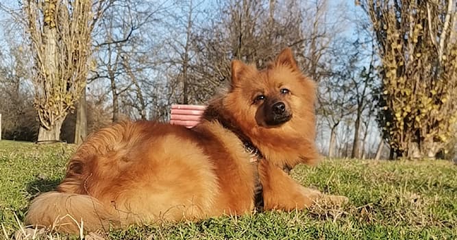 Natuur Trivia Vraag: Wat is een Pomeriaan?