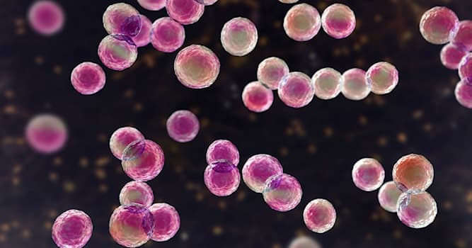 Сiencia Pregunta Trivia: ¿Cuál de las siguientes bacterias tiene forma redonda o esférica?
