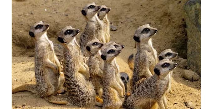 Сiencia Pregunta Trivia: ¿Cuál es el nombre científico de la mangosta conocida comúnmente como suricata o suricato?