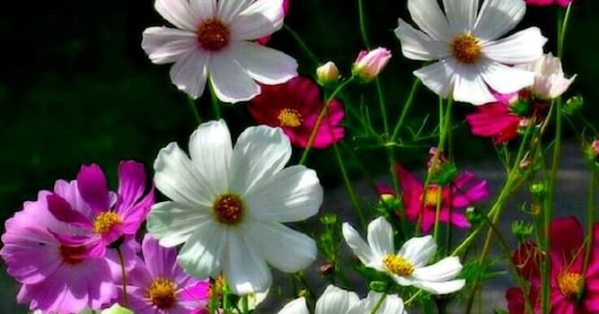 Doğa Trivia Sorusu: Bu böceklerden hangisi ekosistemimiz için en önemlisidir?