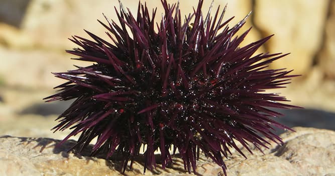Nature Question: Qu'est-ce qu'une espèce gonochorique ?