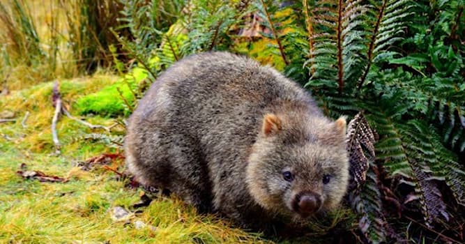 natura Pytanie-Ciekawostka: Jak nazywa się grupa wombatów?