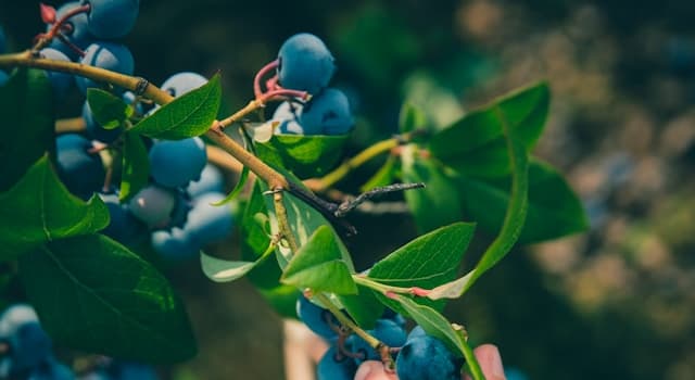 natura Pytanie-Ciekawostka: Który narząd odpowiada za zmysł smaku?