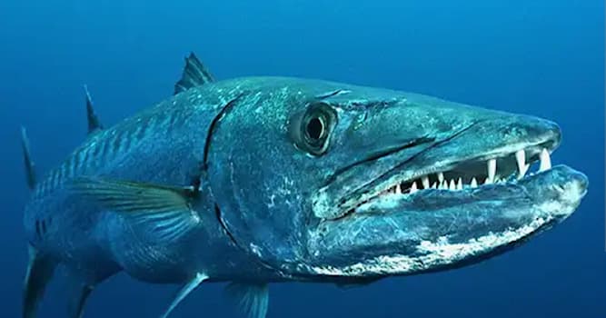Nature Trivia Question: A group, or many Barracudas found together are called a what?