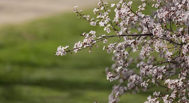 natura Pytanie-Ciekawostka: Który z tych ptaków symbolizuje świt?