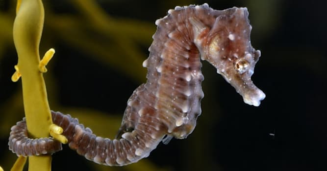 Naturaleza Pregunta Trivia: ¿Qué macho marino da a luz a su descendencia?