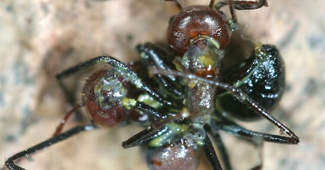 Las hormigas Que-es-la-autotisis