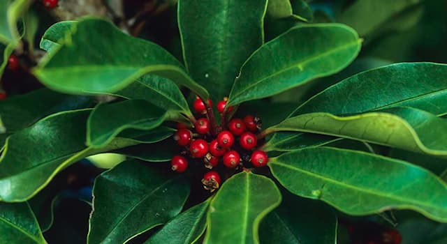 자연 상식 퀴즈: 예르바 마테(Ilex paraguariensis)의 다른 이름은?