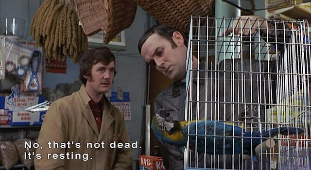 Movies & TV Trivia Question: Where did Monty Python's dead parrot originally come from in the "Dead Parrot sketch"?