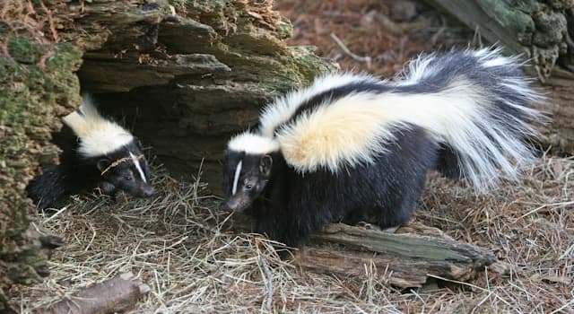 natura Pytanie-Ciekawostka: Które zwierzę znajduje się na zdjęciu?