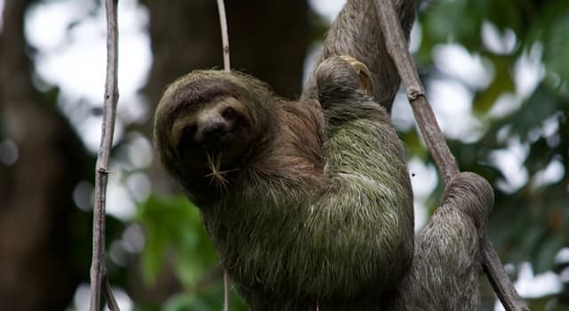 natura Pytanie-Ciekawostka: Które zwierzę znajduje się na obrazku?