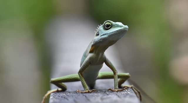 Natuur Trivia Vraag: Welk van de volgende dieren is een waterdier?